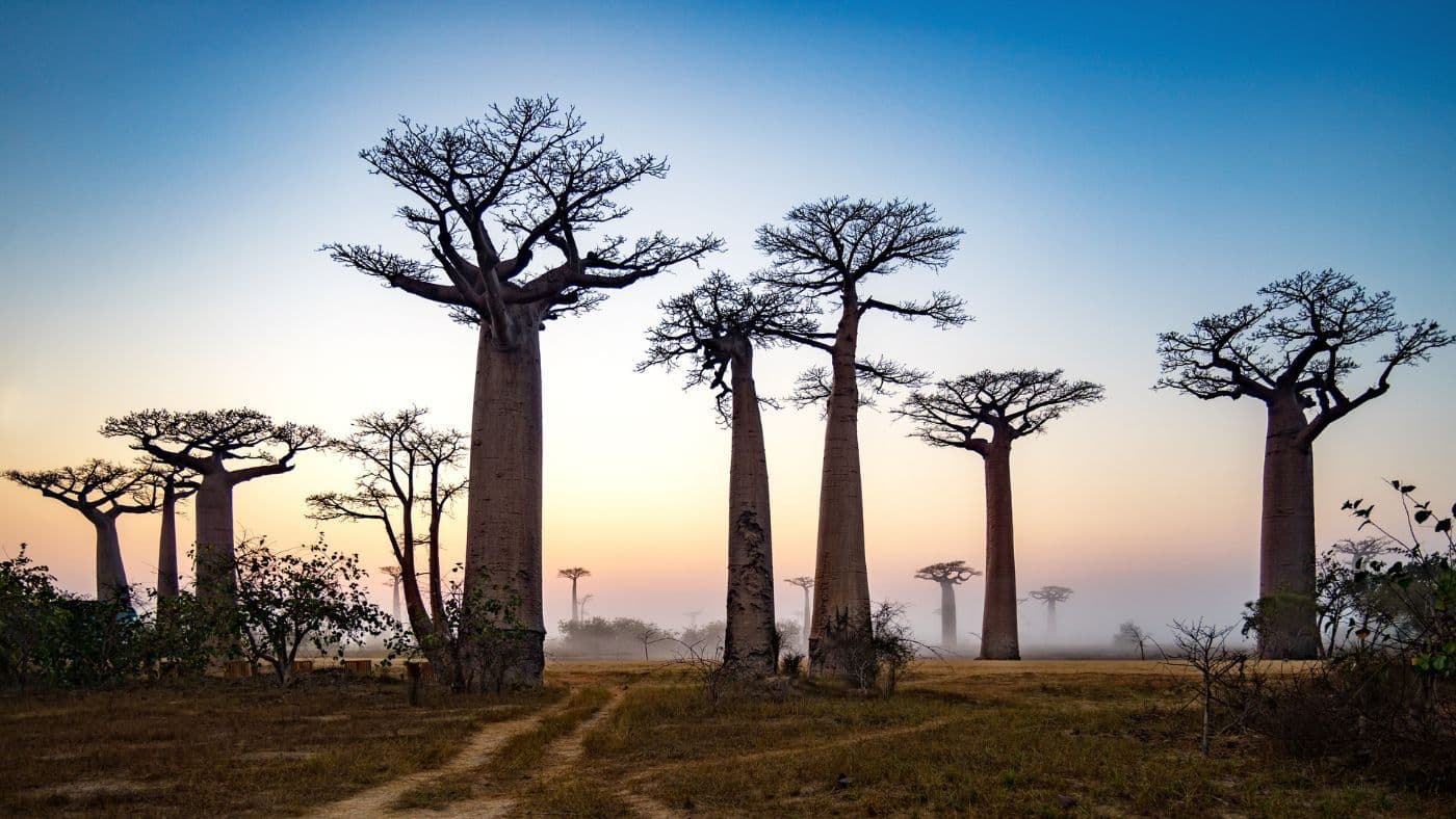 Baobab Alley at dawn, Madagascar