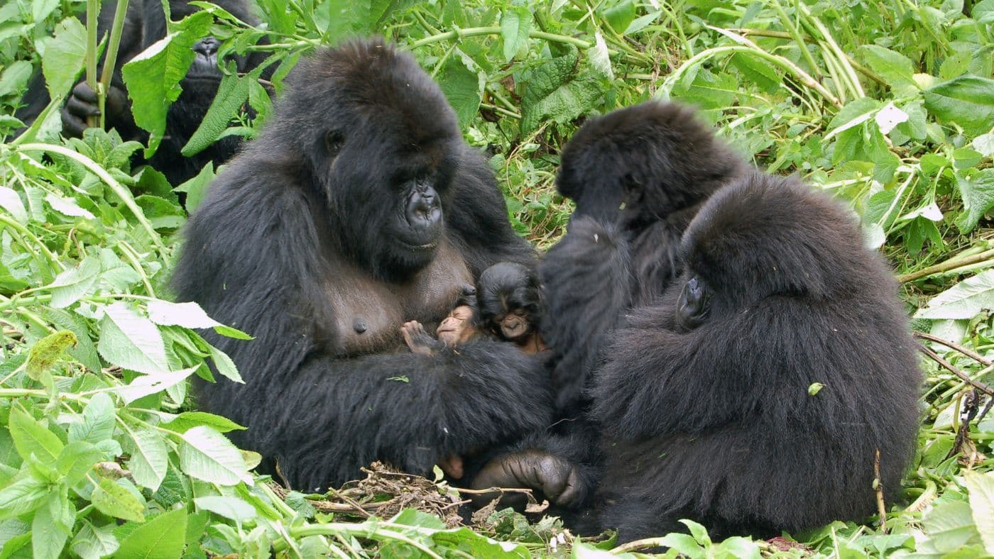 Gorillas in Rwanda